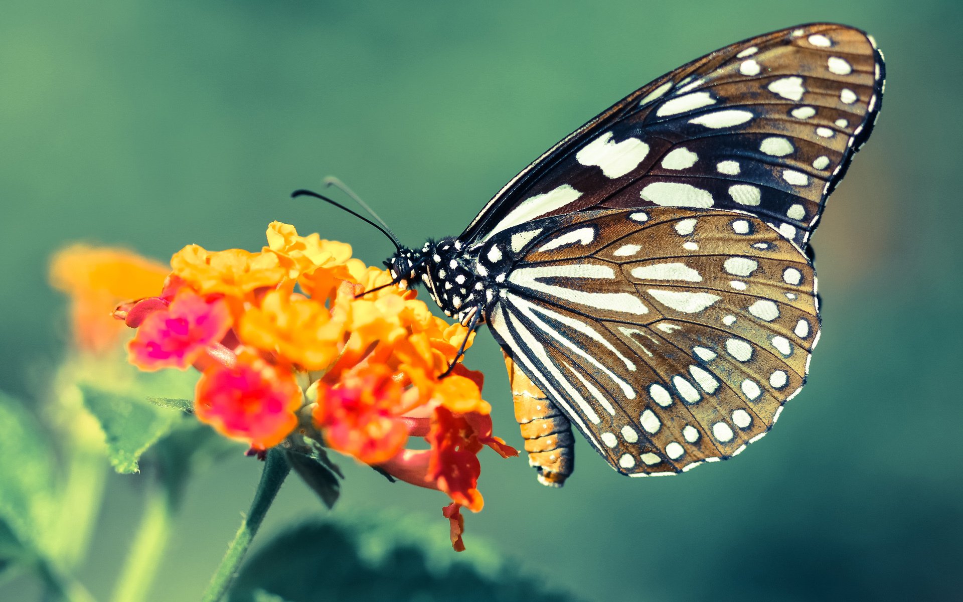 欧文点燃达拉斯之夜,独行侠强行终结灰熊,诠释现代篮球的孤勇美学