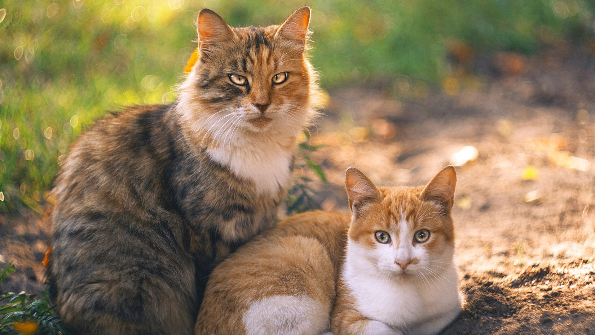 开云体育在线-楚阿梅尼的沉默堡垒与拜仁的生存艺术，当压制成为最锋利的矛