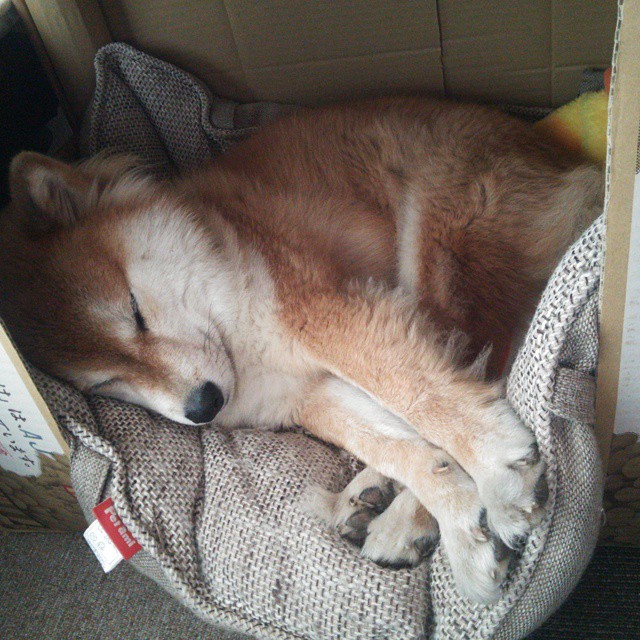 历史性颠覆！底特律活塞跨洋作战，末节逆袭带走辽宁，东决预演惊现国际新维度