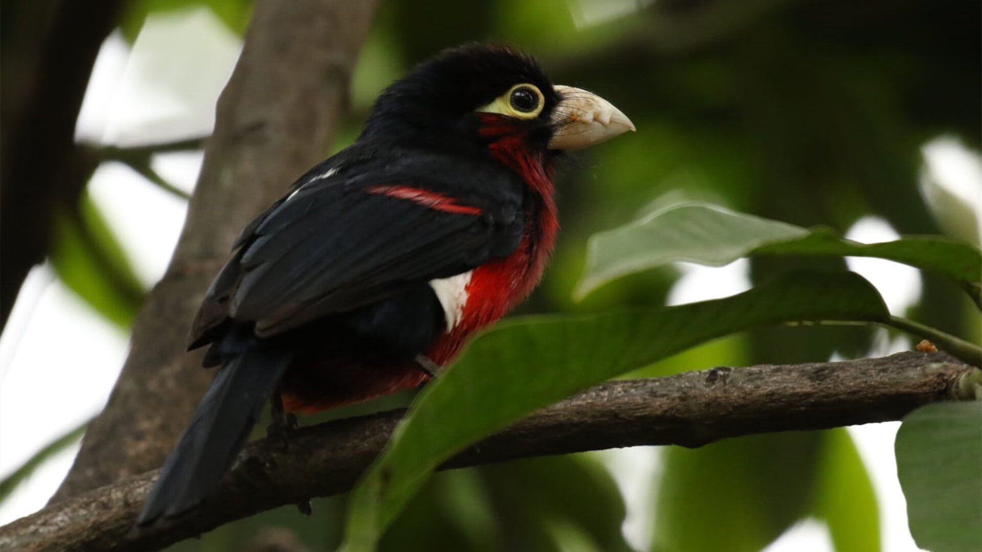 奥亚尔萨瓦尔梅开二度，佛罗伦萨关键战2-1突围秘鲁