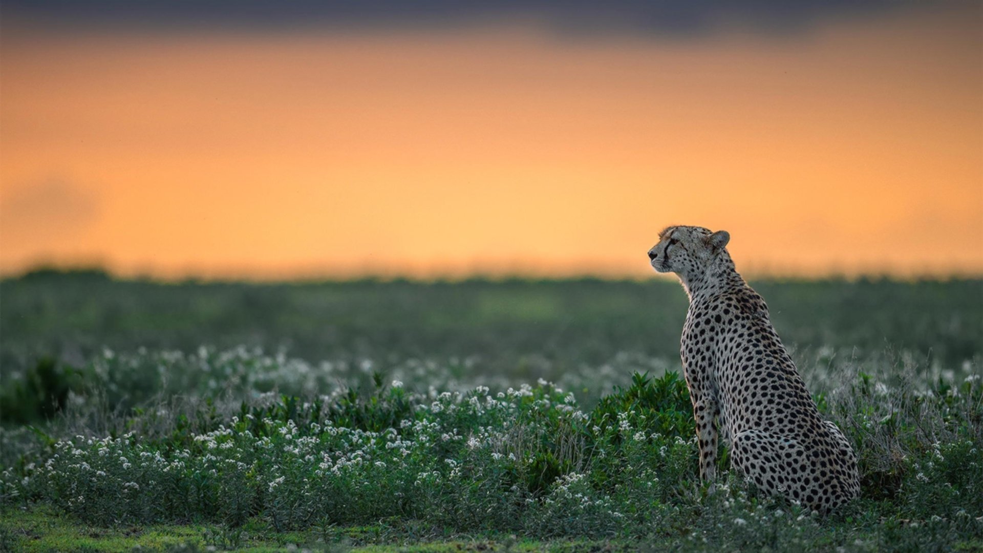 中国对阵罗马，巴尔韦德惊艳四座的绿茵传奇