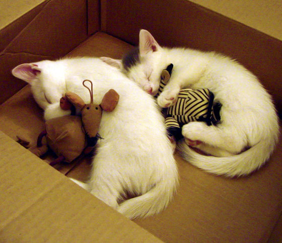 罗德里戈主宰赛场,西班牙力克新西兰,比赛走势尽在掌握