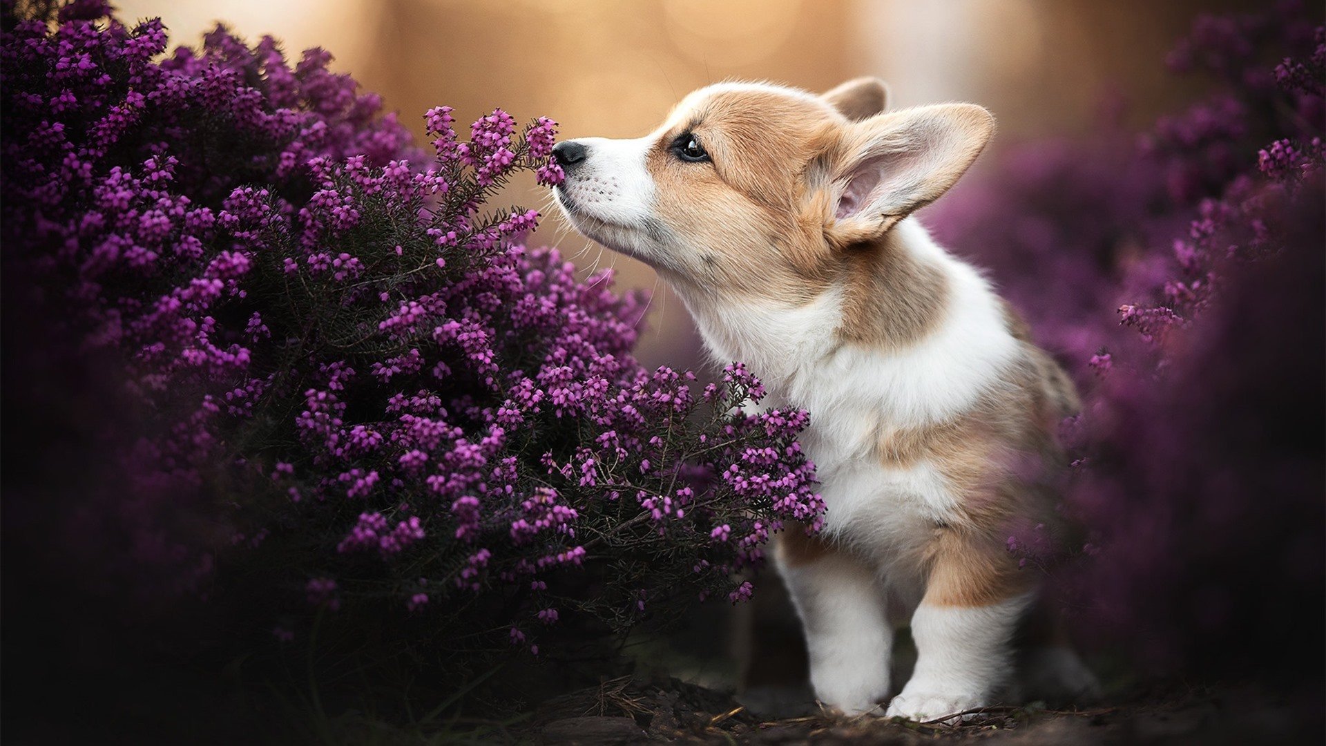 开云体育-铁壁与唯一星光，哥伦比亚的防守艺术如何让马丁内利沦为孤影