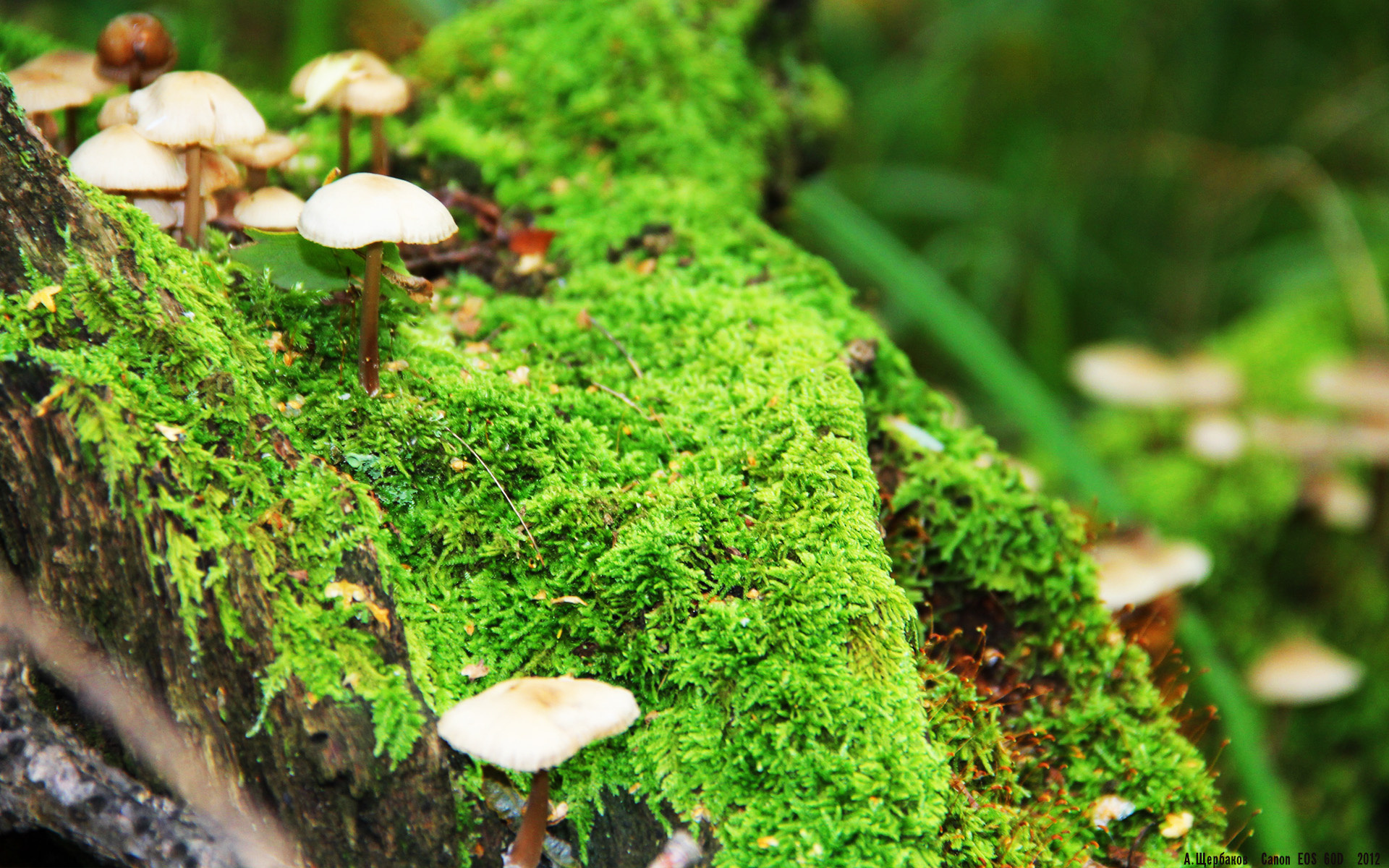 太平洋与大西洋的撞击，孙兴慜一刀切开北非沙漠的狂沙