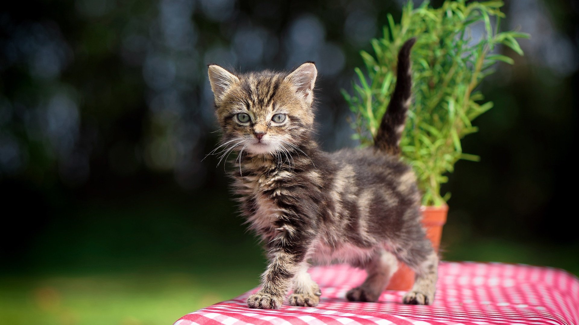 F1街道赛焦点战,希腊车队的压倒性胜利与中国车队的挑战
