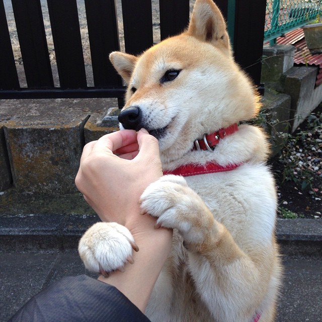 步行者全面压制独行侠,杜兰特关键先生闪耀定胜局