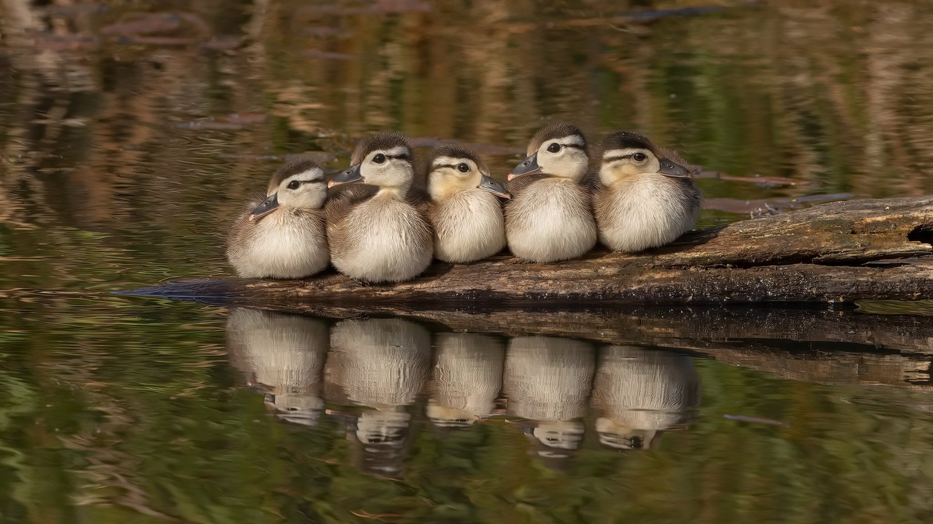 双线狂飙，从F1街道到绿茵场，速度与空间的终极博弈