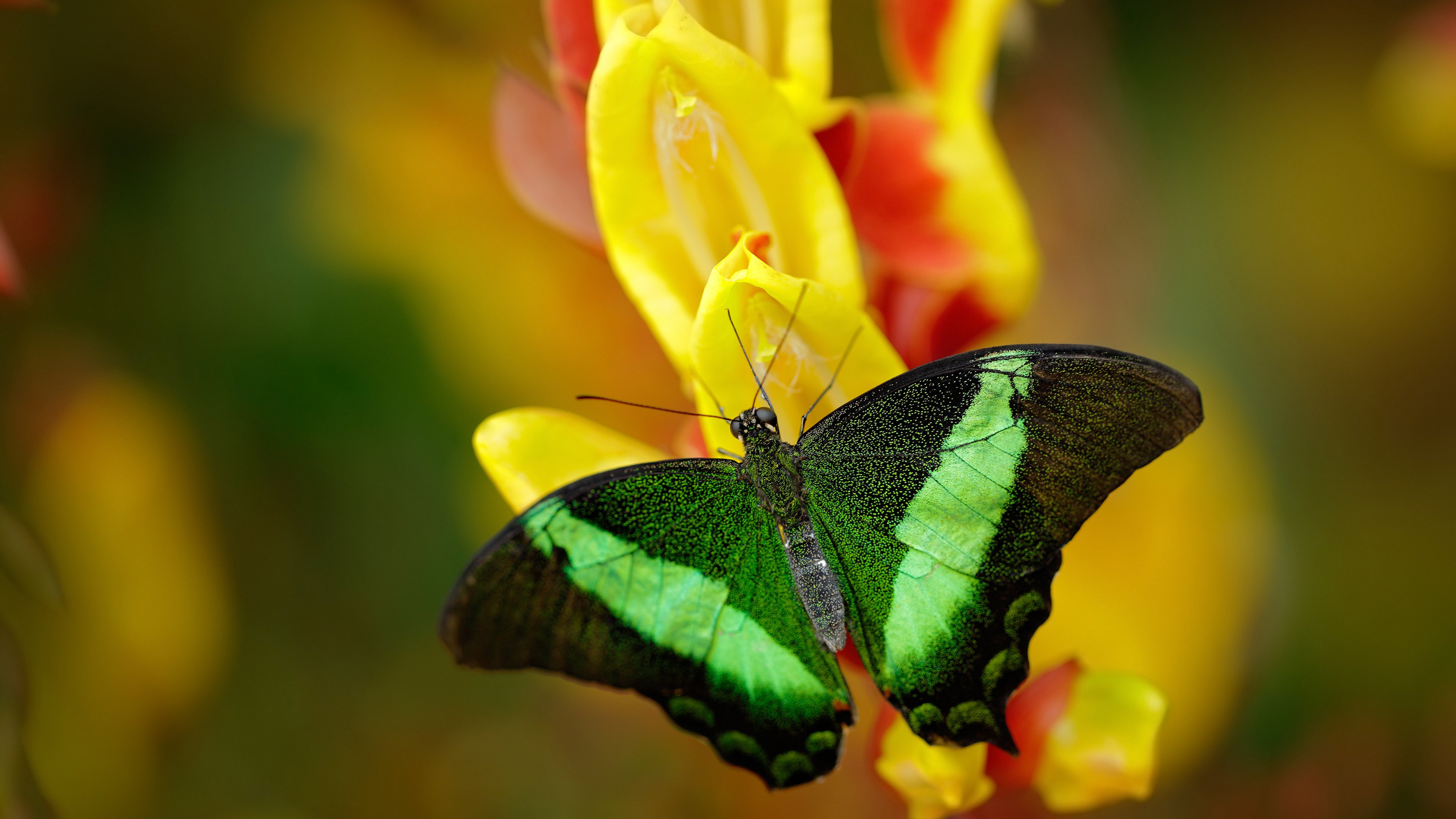 开云体育-降鹰者，小贾伦是如何凭一己之力改写公牛与老鹰的系列赛走向的？