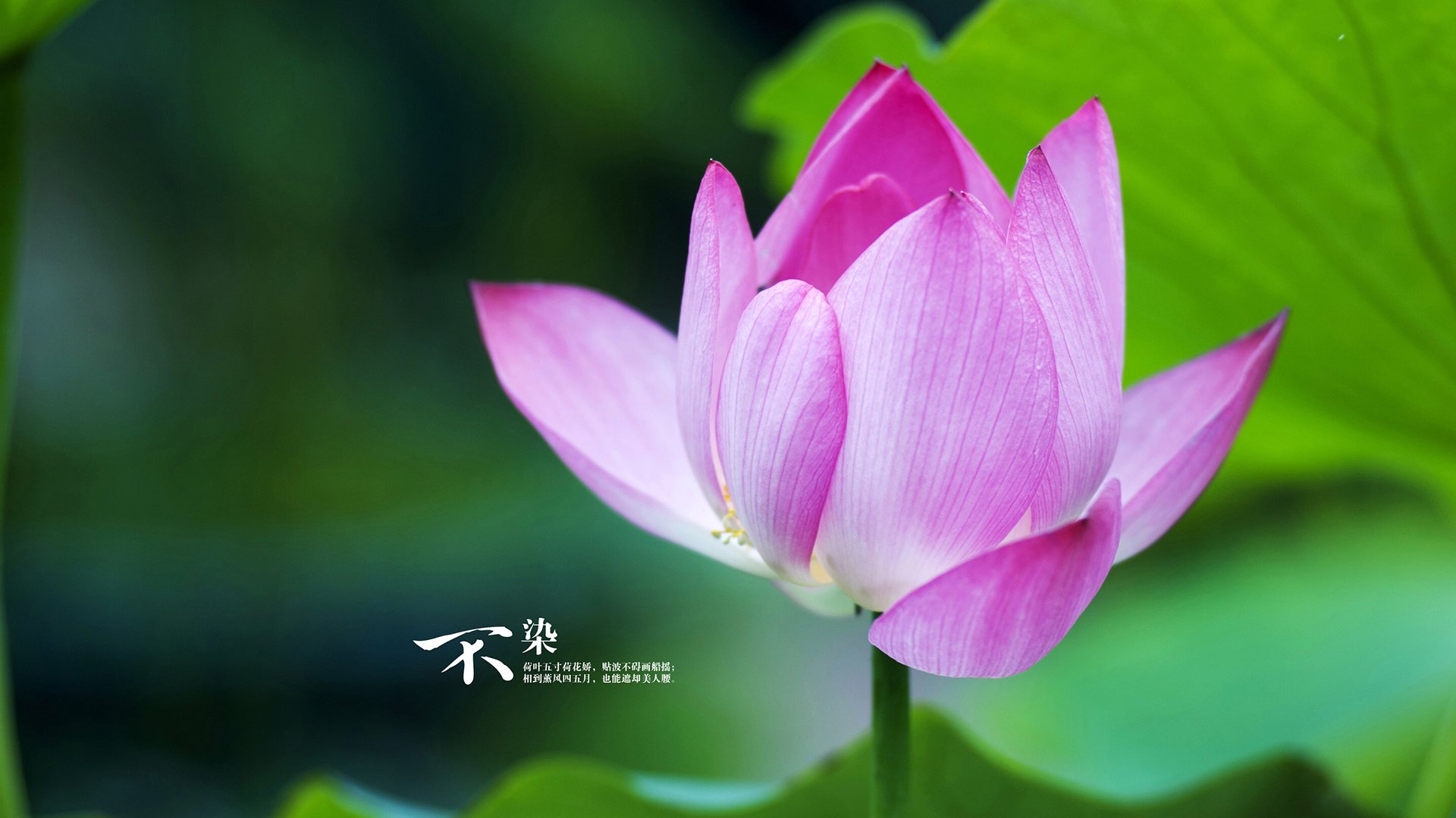 降鹰者,小贾伦是如何凭一己之力改写公牛与老鹰的系列赛走向的?