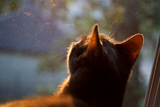 冰与火的碰撞，拉梅洛·鲍尔以一己之力刺穿奥兰多的魔术之夜
