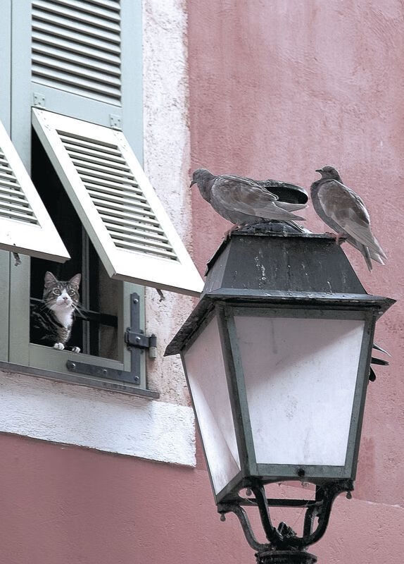 开云体育APP下载-东契奇，绝境之王！加时赛惊天逆转，他让热火哑火，尼克斯沸腾