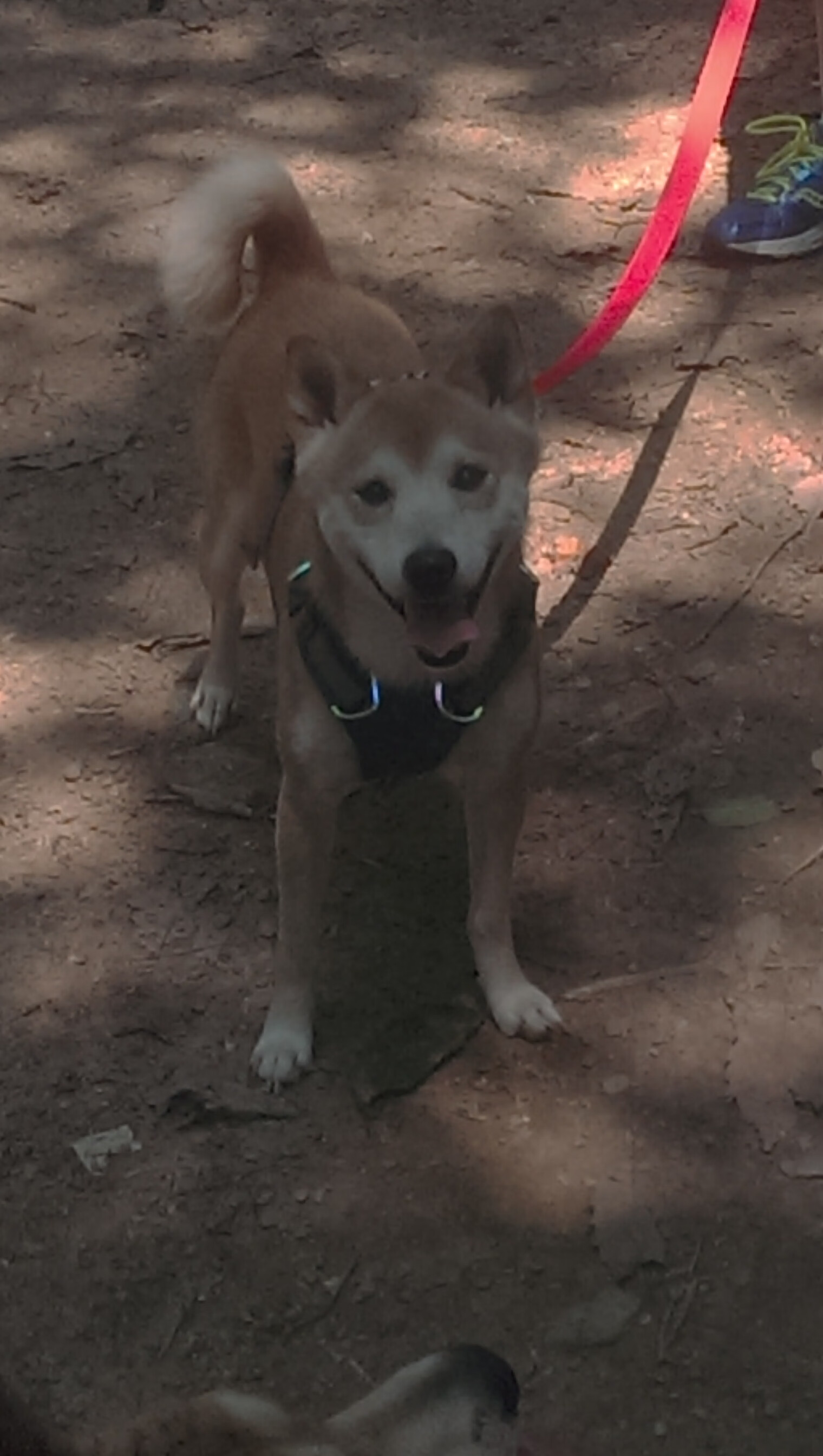 开云体育入口-魔术师导演大戏！哈利伯顿末节收割，掘金碾压深圳尽显冠军底蕴