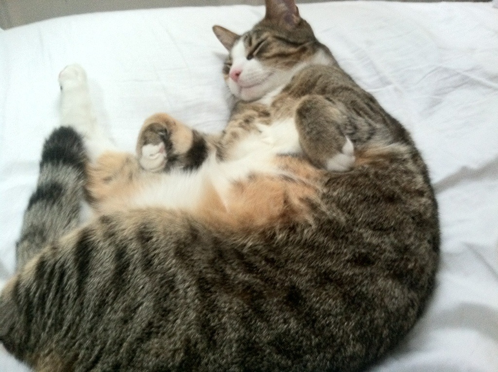 开云平台-苏格兰对阵皇马，德布劳内的高光盛宴