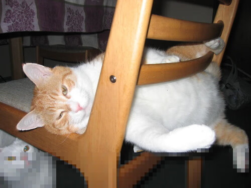 开云体育APP下载-跨越山海的双重震撼，开拓者与詹姆斯，团队涅槃与个人闪耀