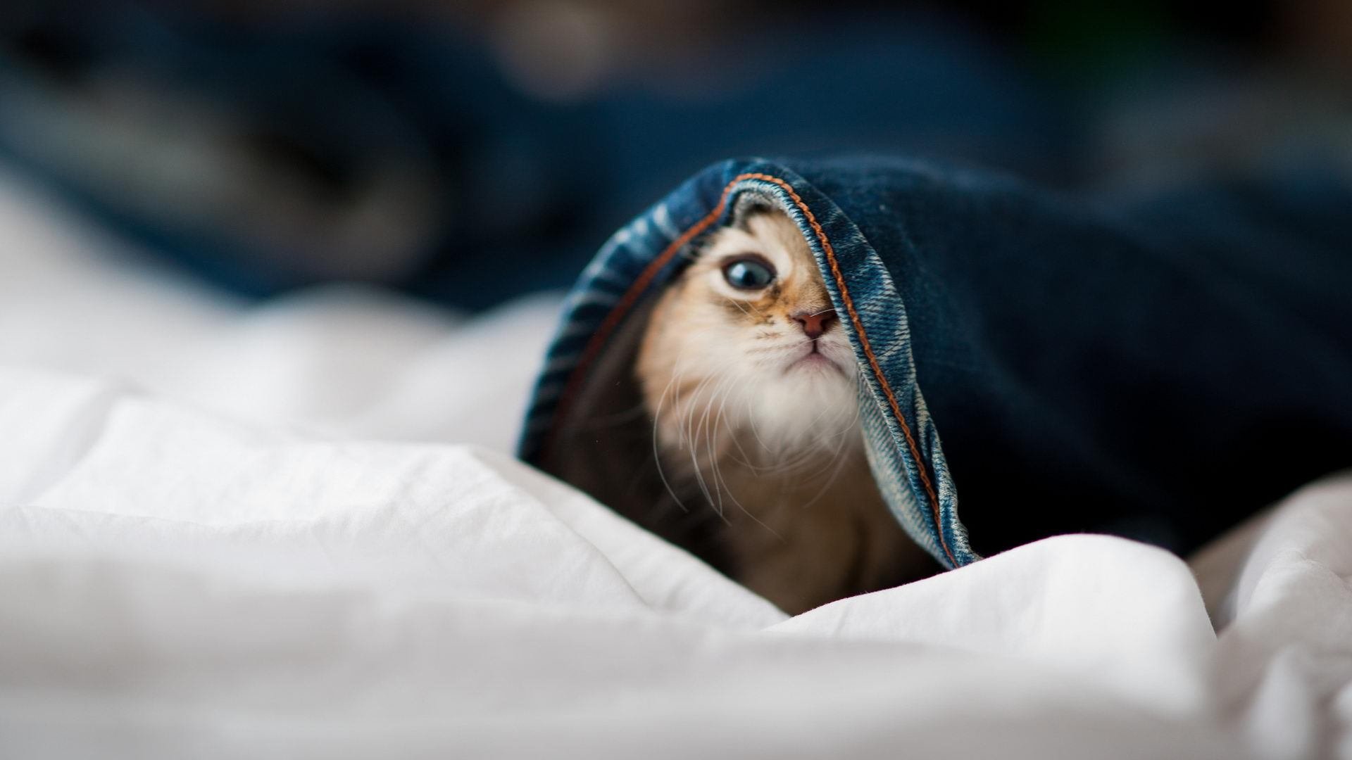 硬仗之王另有其人！马刺新生代掀翻尼克斯，文班亚马展现王者雏形