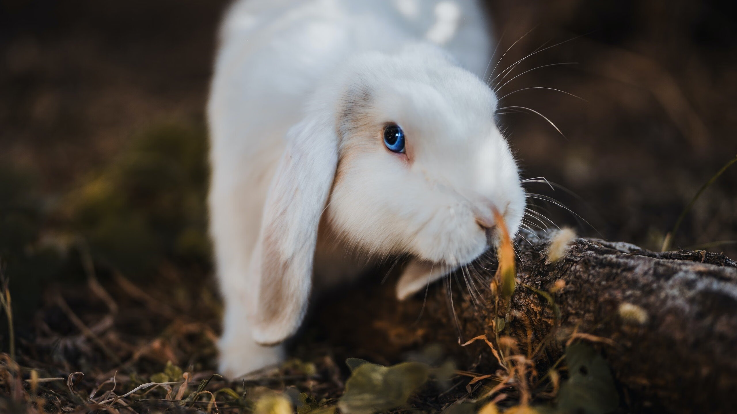 格列兹曼一剑封喉，摩纳哥主场爆冷掀翻切尔西