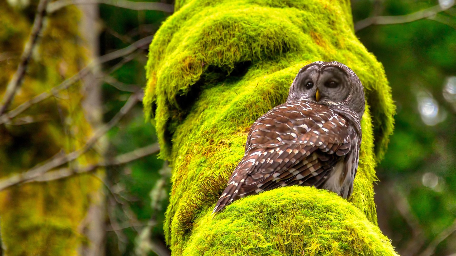 开云体育中国-绿茵场上的地缘寓言，当意大利的链式防守遭遇美式降维冲击